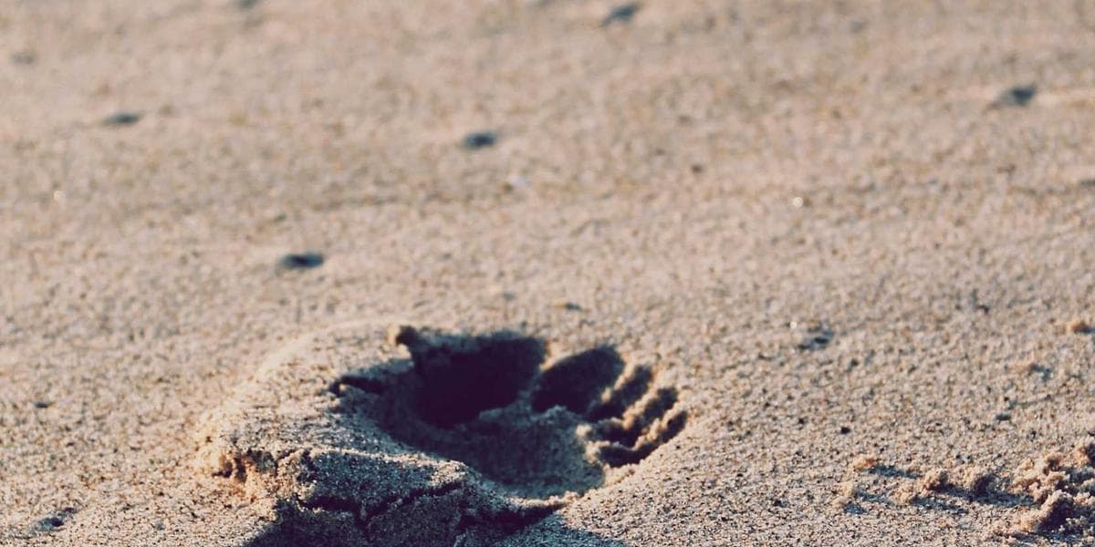 Amazon Is Hiring: H1B Sponsor SWE Role